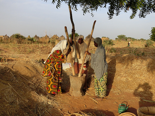 Three women in Niger threshing pearl millet panicles by hand using a large mortar and pestles.