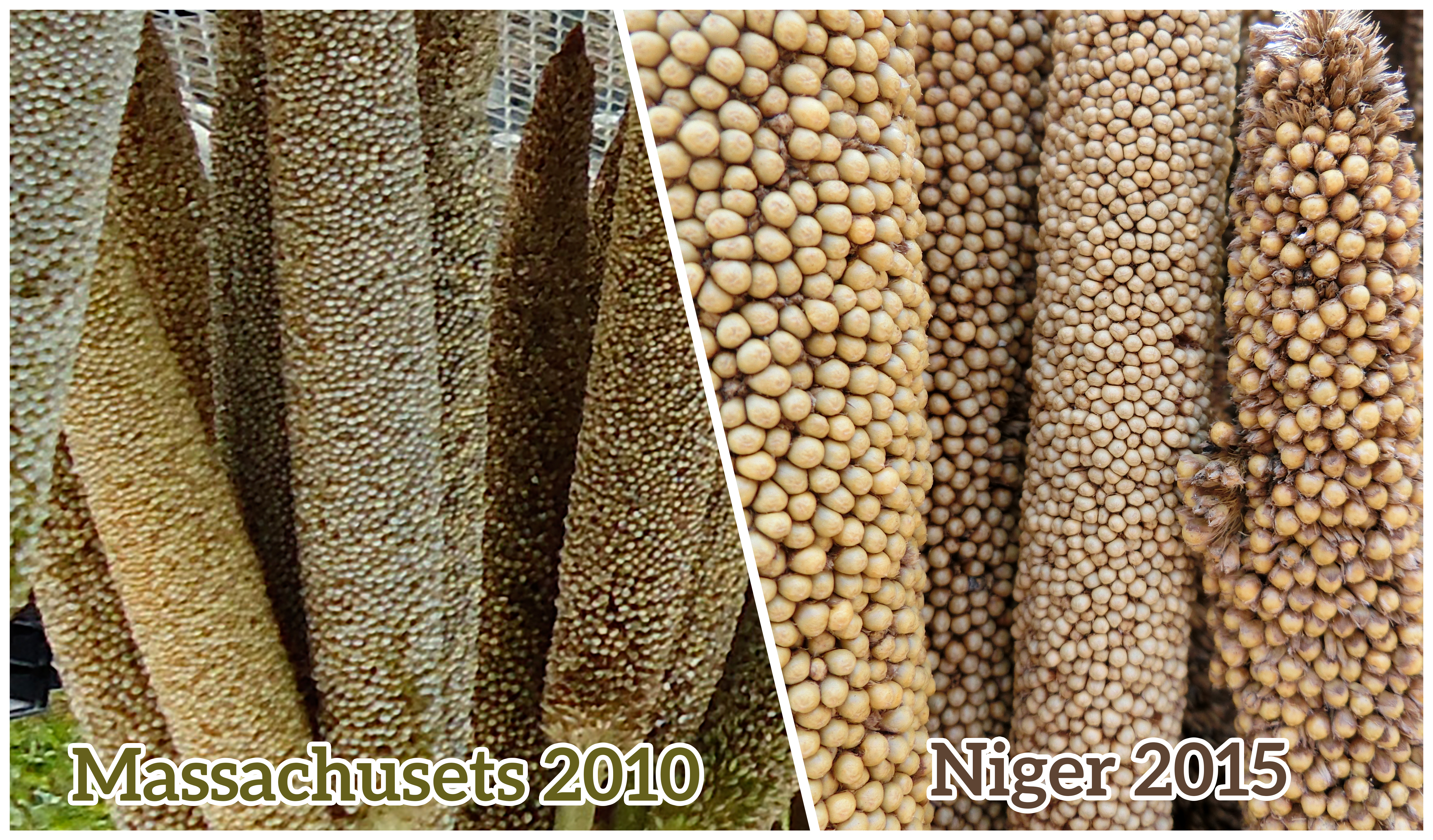 Photos of pearl millet panicles grown in Massachusetts and panicles grown in Niger.